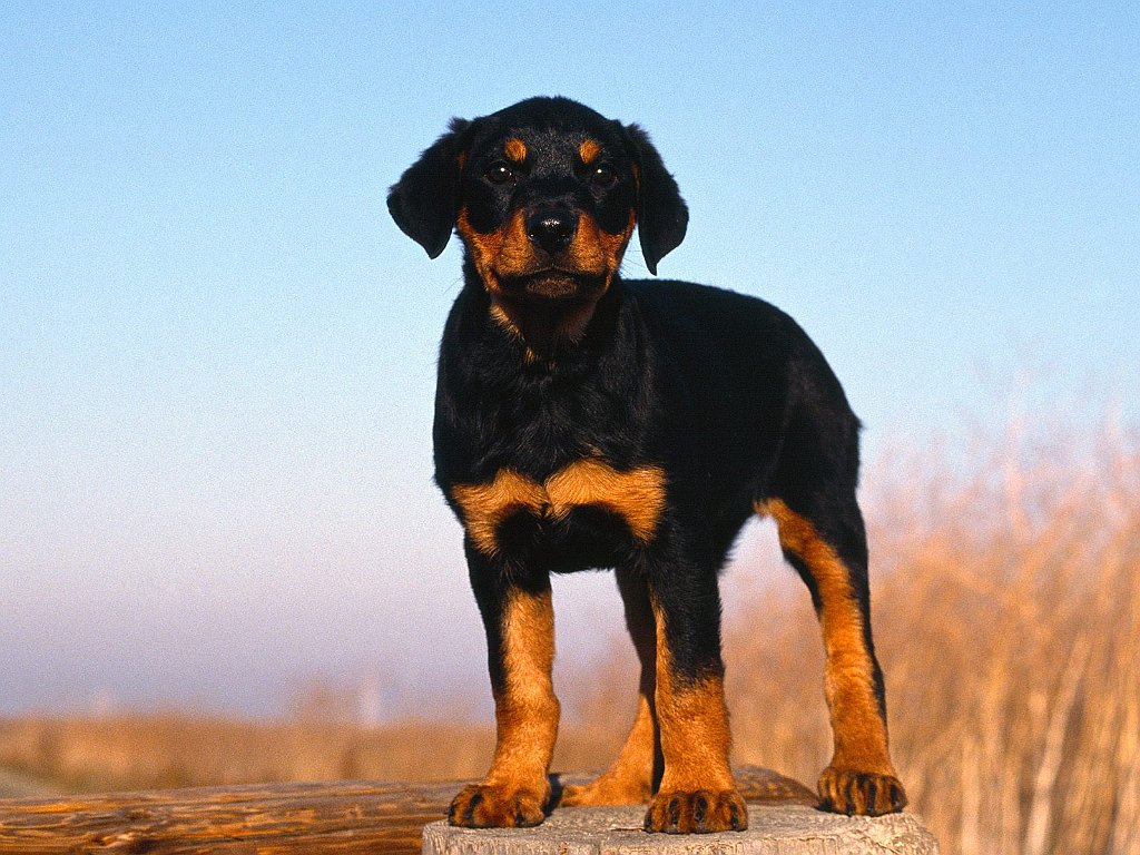 Rotweiler Puppy